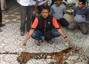 Polda Riau Ungkap Kasus Perdagangan Kulit Dan Organ Harimau Sumatera Di Inhu