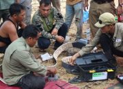 Minimalisir Konflik Satwa Liar Dan Manusia, BBKSDA Riau Pasang GPS Collar