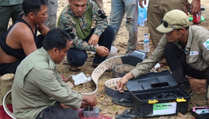 Minimalisir Konflik Satwa Liar Dan Manusia, BBKSDA Riau Pasang GPS Collar