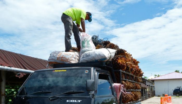 Harga Kelapa Sawit Periode 16 s/d 22 Desember 2020 Alami Penurunan