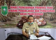 Berikut Harga Komoditi Perkebunan Lainnya Selama Sepekan Kedepan