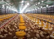 Saham CPIN Turun 3,65 Persen Sore Ini, IHSG Ditutup Ke 6.104
