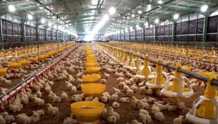 Saham CPIN Turun 3,65 Persen Sore Ini, IHSG Ditutup Ke 6.104