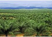 Penertiban Lahan Perkebunan Kelapa Sawit Ilegal, Walhi : Pemprov Riau Hanya Gertak Sambal
