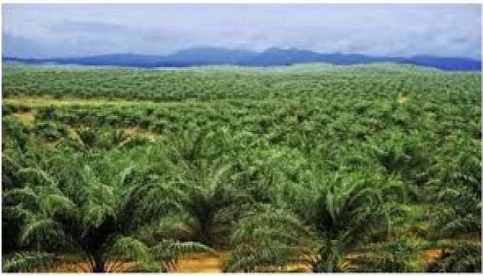Penertiban Lahan Perkebunan Kelapa Sawit Ilegal, Walhi : Pemprov Riau Hanya Gertak Sambal