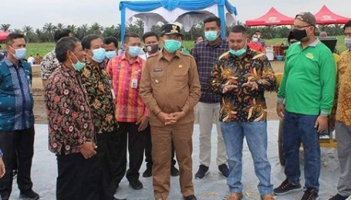 Walikota Bersama KTNA Kota Pekanbaru Panen Jagung Hibrida Di Kelurahan Agrowisata