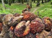 Pekan Ini Harga CPO Dan Harga TBS Sawit Ambles