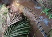 BBKSDA Riau Mitigasi Konflik Buaya Di Tempuling Inhil