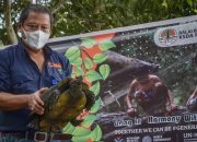 Hari Lingkungan Hidup Sedunia, BBKSDA Riau Lepasliarkan Puluhan Satwa Ke Alam Bebas