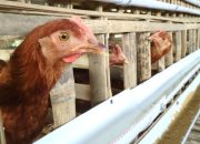 Peternak Ayam Gugat Jokowi Rp 5,4 Triliun