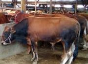 Sapi Kurban ASN Pemprov Riau Terkumpul 30 Ekor, Tahun Ini Sesuai Target