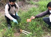 Buruh Panen Temukan Tulang Belulang Manusia Di Kebun Sawit Inhu