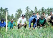 Bupati Apresiasi Hasil Panen Bawang Merah di Rangsang