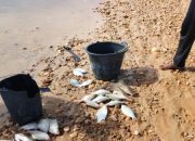 PT SIM Bantah Buang Limbah ke Sungai Singingi, Wijaya : Kita Tunggu Hasil Lab