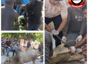 Pengurus Mesjid dan Masyarakat Assyakur, Laksanakan Pemotongan 14 Ekor Sapi dan 5 Ekor Kambing Hewan Kurban