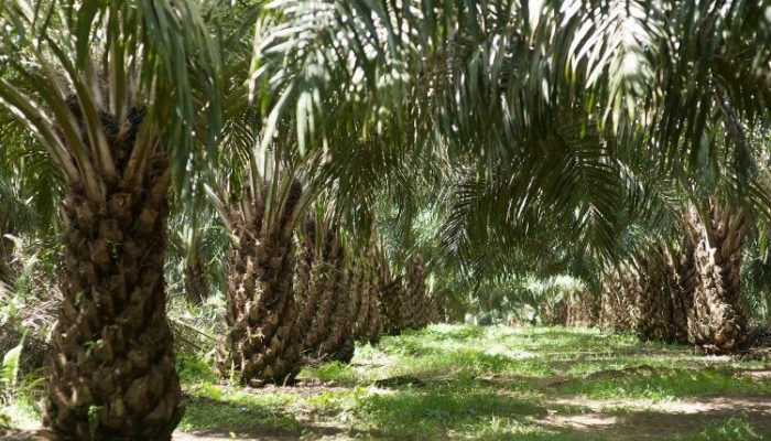 Bentuk Kontribusi Nyata PT AA Serahkan 200 Hektare Lahan Perkebunan untuk Masyarakat Singingi Hilir